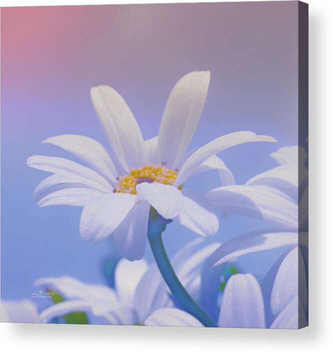 Photo Acrylic Print featuring the photograph Flower for You by Jutta Maria Pusl