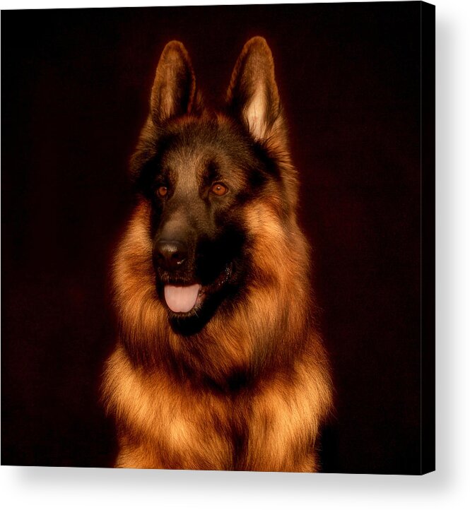 Dogs Acrylic Print featuring the photograph German Shepherd Portrait by Sandy Keeton