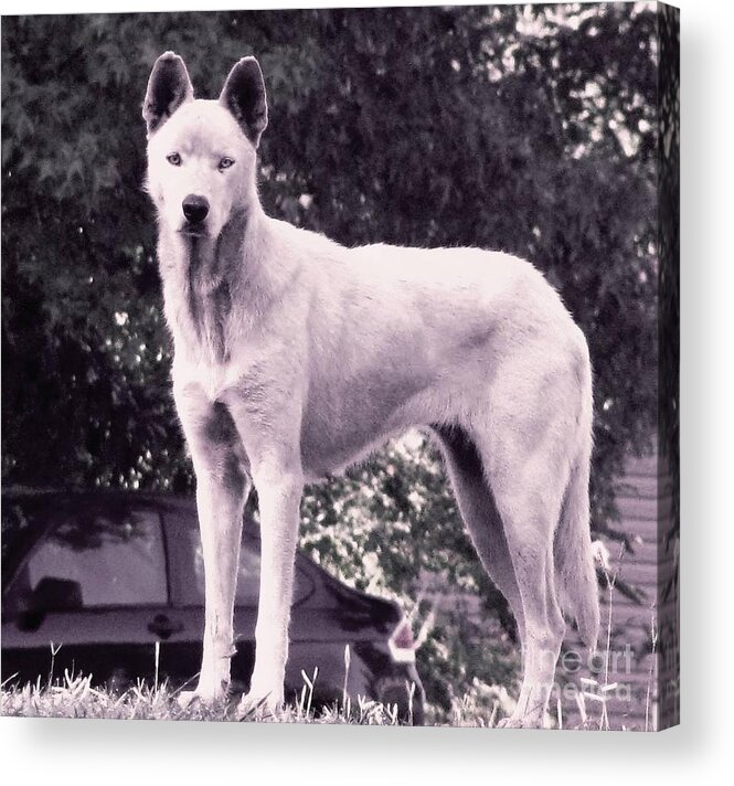 Wolf Acrylic Print featuring the photograph Ghost the Wolf by Maria Urso