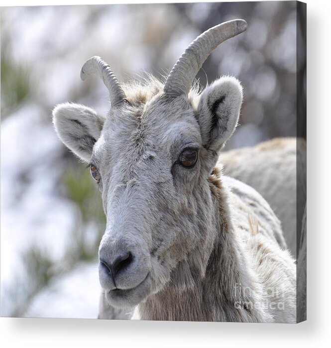Mountain Sheep Acrylic Print featuring the photograph How Close Is Too Close by Dorrene BrownButterfield