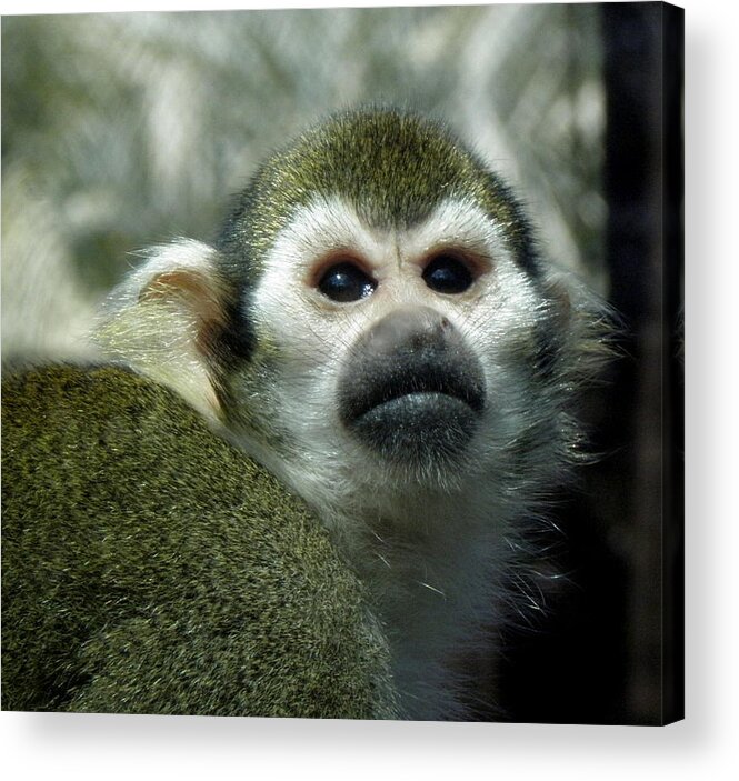 Monkey Acrylic Print featuring the photograph In Thought by Kim Galluzzo Wozniak