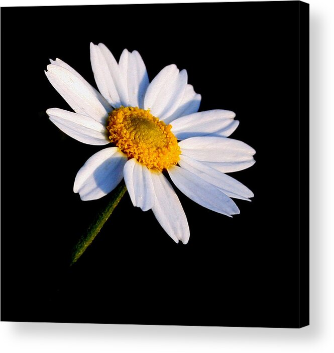Flowers Acrylic Print featuring the photograph Little Daisy by Karen Harrison Brown