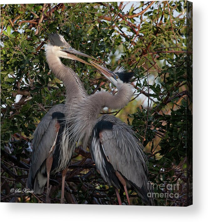 Birds Acrylic Print featuring the photograph Mating Discussion by Sue Karski