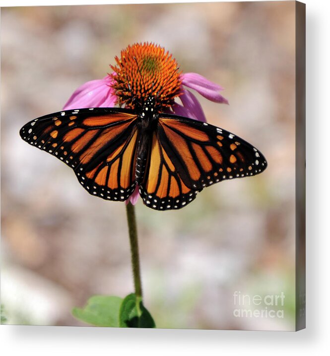 Monarch Acrylic Print featuring the photograph Monarch by Ronald Grogan