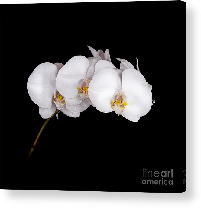 Flower Acrylic Print featuring the photograph Orchid 001 by Larry Carr