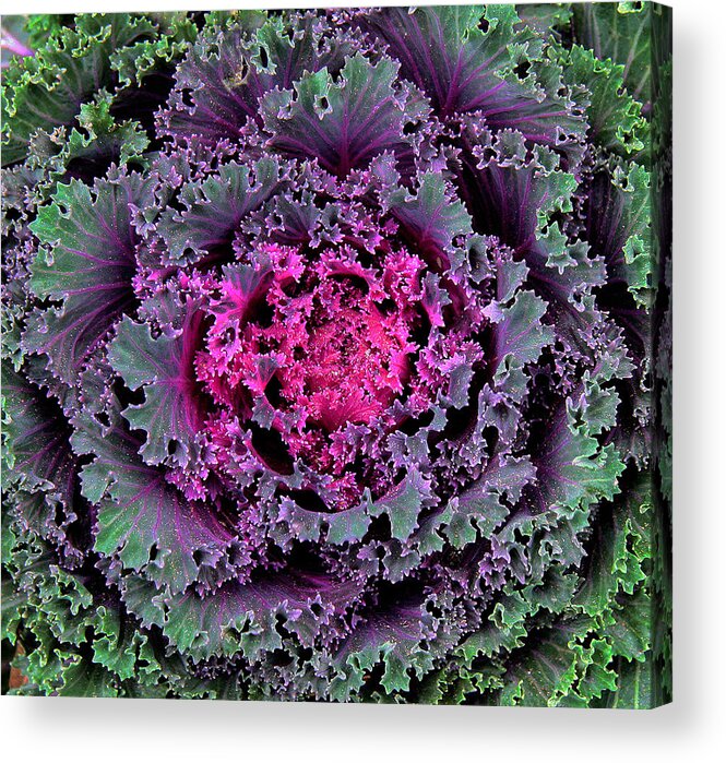 Nature Acrylic Print featuring the photograph Ornamental Cabbage by Michael Friedman