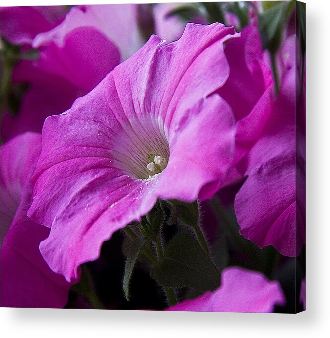 Nature Acrylic Print featuring the photograph Pink Petunia II by Michael Friedman