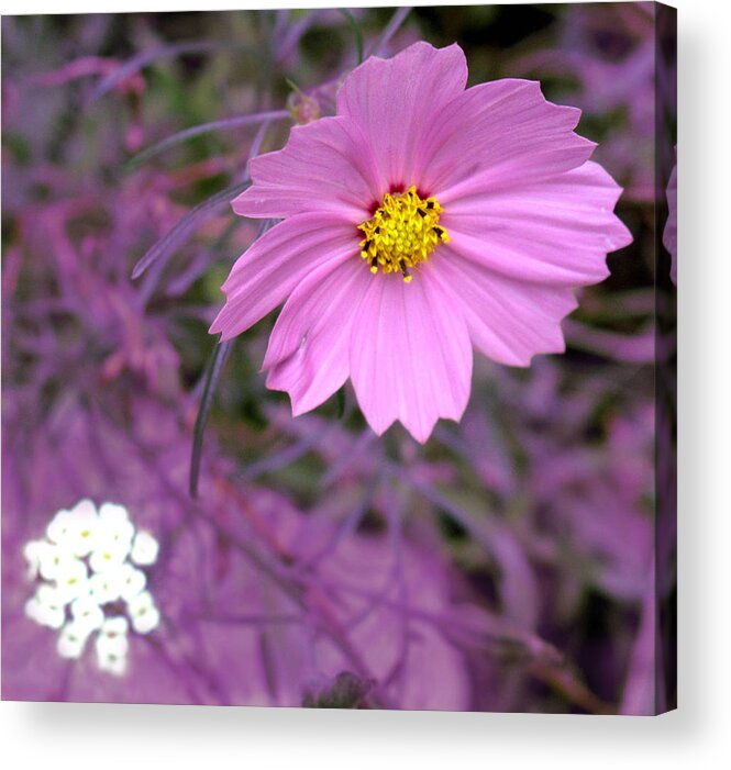 Flower Acrylic Print featuring the photograph Purple Statement by Ian MacDonald