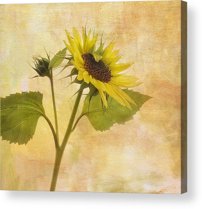 Sunflower Acrylic Print featuring the photograph Saying Goodbye to Summer by Rebecca Cozart
