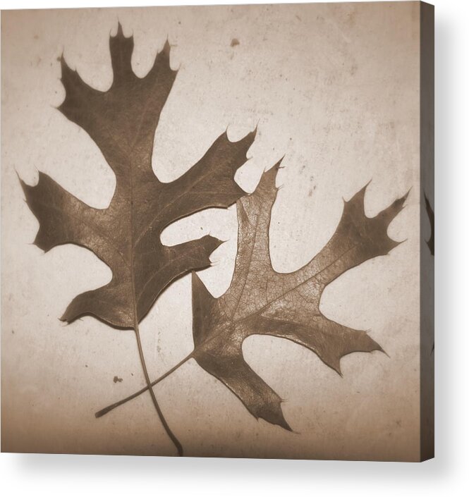 Leaves Acrylic Print featuring the photograph Sepia leaves by Life Makes Art