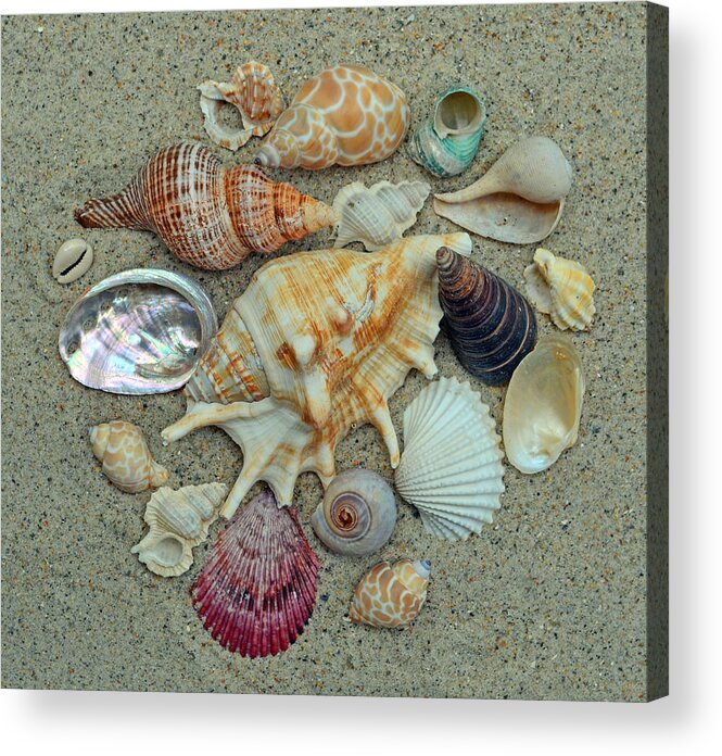 Shells Acrylic Print featuring the photograph Shell Collection 2 by Sandi OReilly