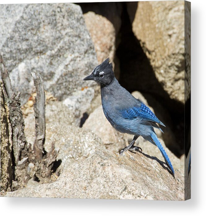 Bird Acrylic Print featuring the photograph Stellers Jay by Angelina Tamez