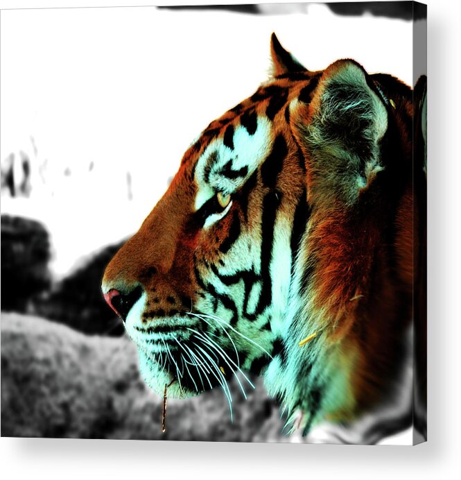 Tiger Acrylic Print featuring the photograph The Alpha by La Dolce Vita