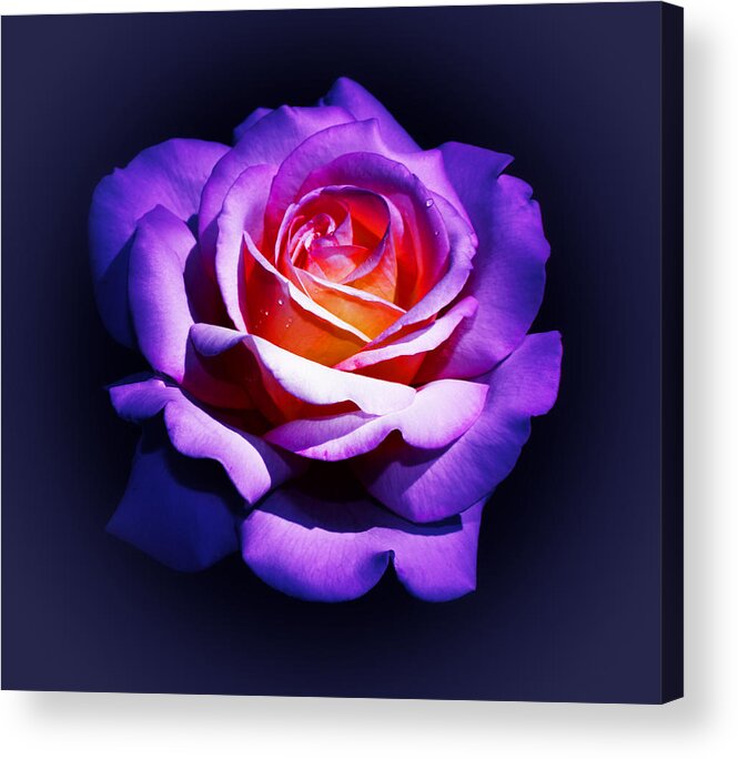 Purple Acrylic Print featuring the photograph Warmhearted by Keren Candiotti
