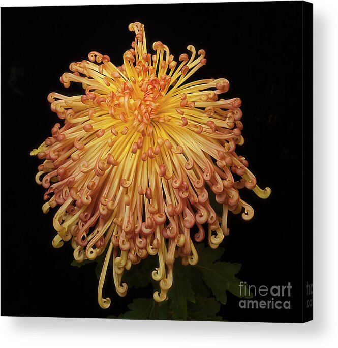 Flower Acrylic Print featuring the photograph Chrysanthemum #1 by Ann Jacobson