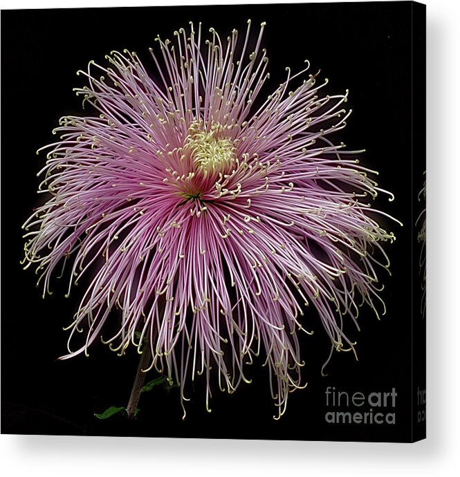 Flower Acrylic Print featuring the photograph Chrysanthemum 'Mystic' #3 by Ann Jacobson