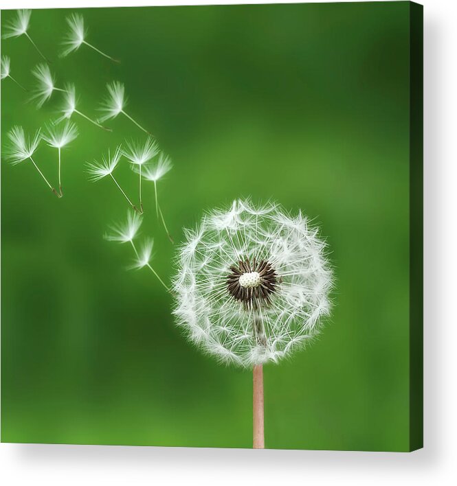Abstract Acrylic Print featuring the photograph Dandelion #1 by Bess Hamiti
