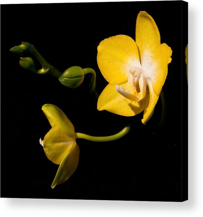 Flower Acrylic Print featuring the photograph First Blooms #1 by Steven Sparks