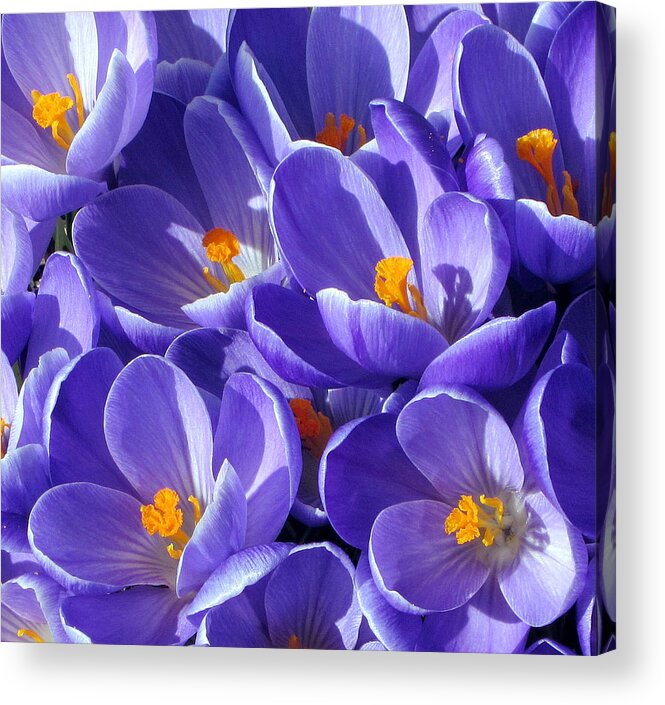 Crocus Acrylic Print featuring the photograph Spring Crocus Photograph #1 by Kimberly Walker