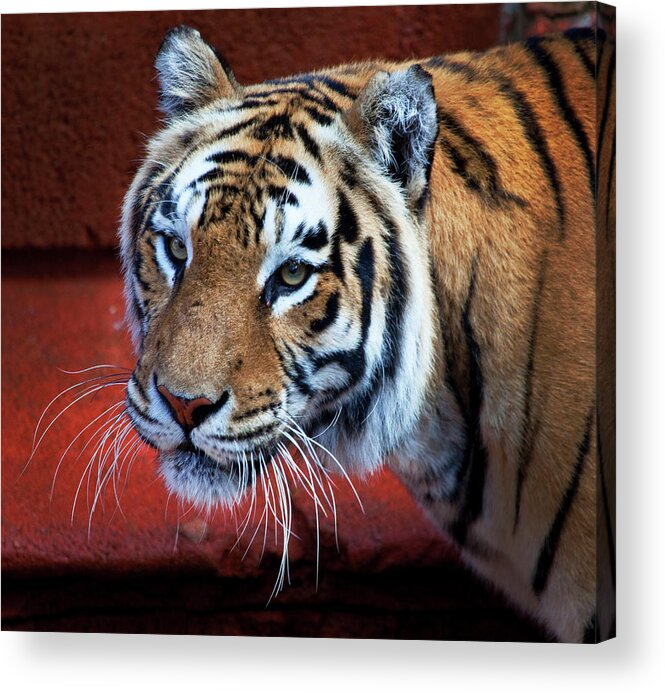 Tiger Acrylic Print featuring the photograph Bengal Tiger #2 by Bruce Beck