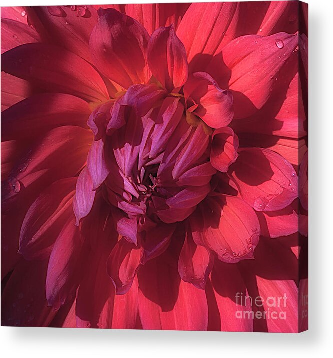 Flower Acrylic Print featuring the photograph Dahlia 'Wyn's King Salmon' #2 by Ann Jacobson