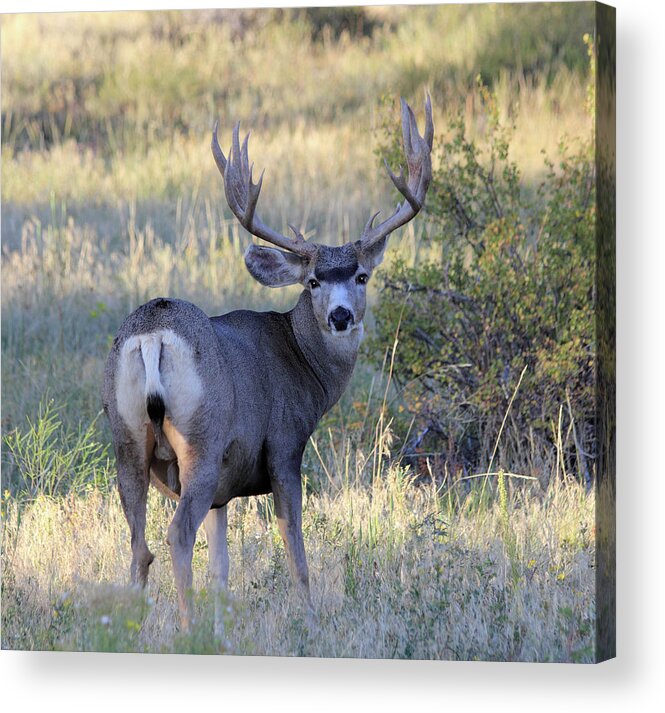 Deer Acrylic Print featuring the photograph Looking Back #3 by Shane Bechler