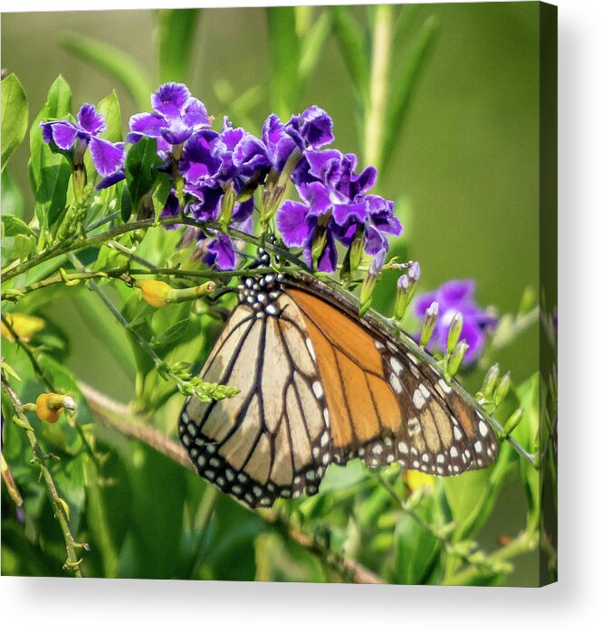 Florida Acrylic Print featuring the photograph Monarch #2 by Jane Luxton