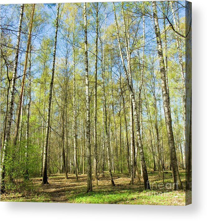 Landscape Acrylic Print featuring the photograph Birch forest in spring #5 by Irina Afonskaya