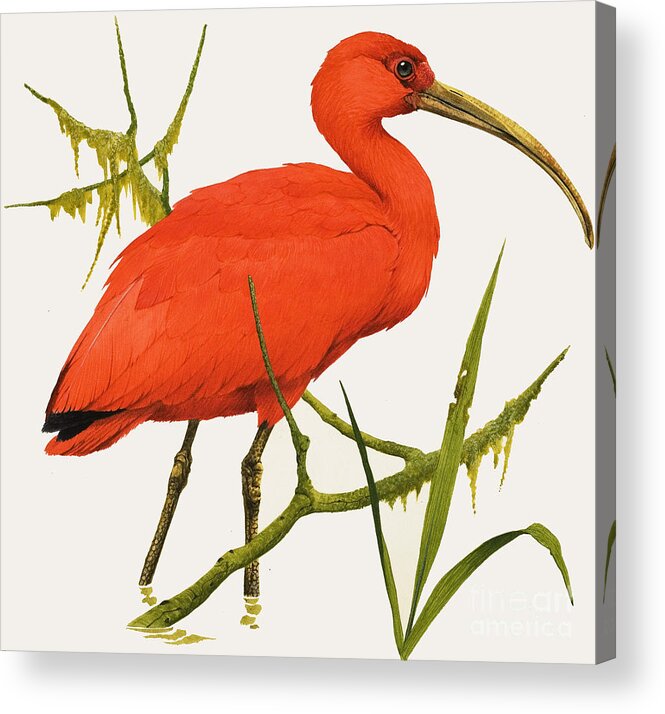 A Scarlet Ibis Acrylic Print featuring the painting A Scarlet Ibis from South America by Kenneth Lilly