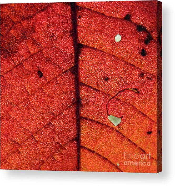 Autumn Leaf Acrylic Print featuring the photograph Abstract Autumn Leaf by Martin Howard