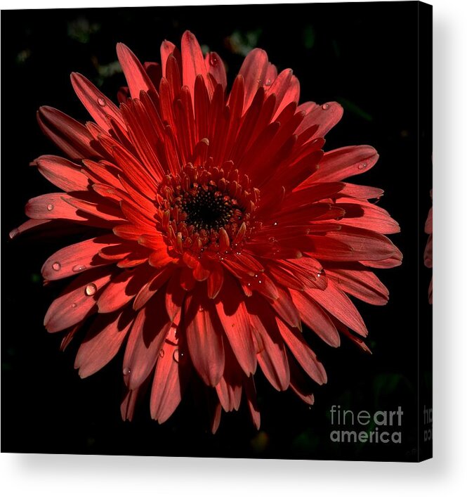 Flower Acrylic Print featuring the photograph Afterthought by Dani McEvoy