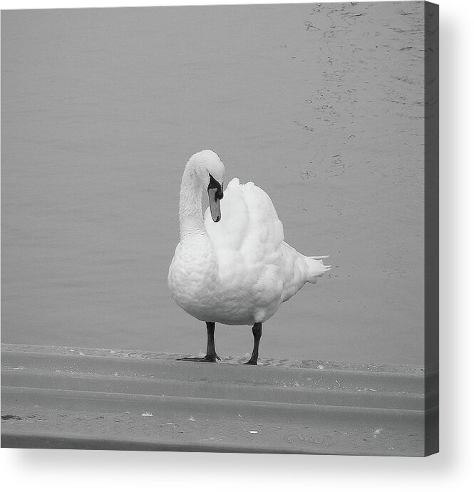 Swan Acrylic Print featuring the photograph All in White - Swan in BW by Margie Avellino