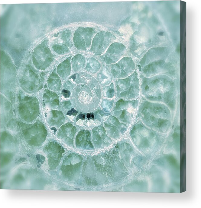 Ammonite Acrylic Print featuring the photograph Ammonite Emerald Green by Gigi Ebert