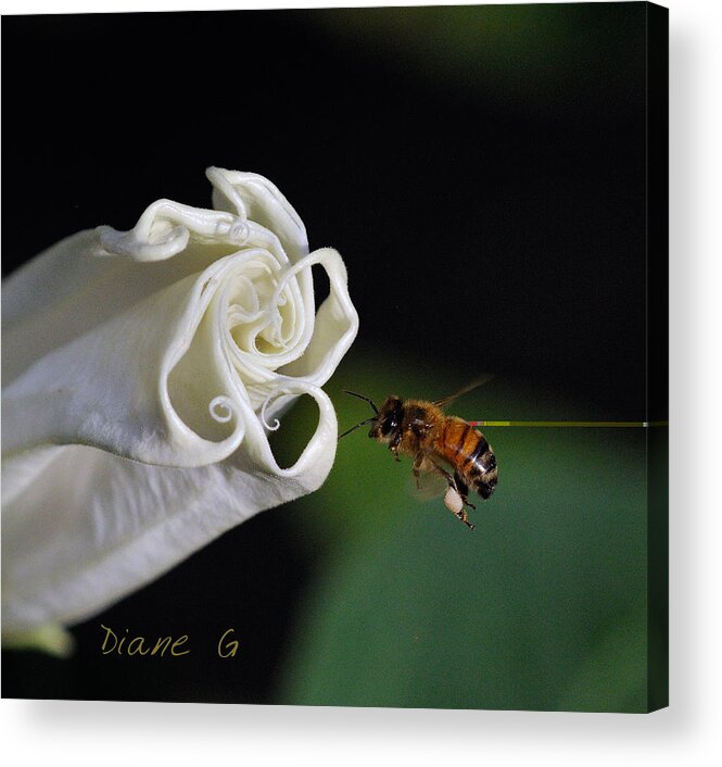 Angel Trumpet Acrylic Print featuring the photograph Angel Trumpet by Diane Giurco