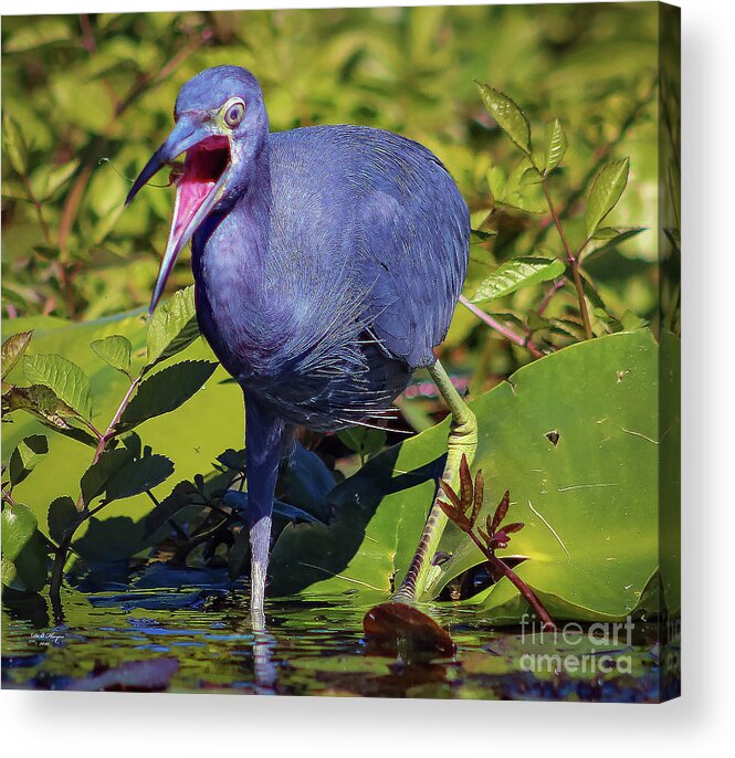 Herons Acrylic Print featuring the photograph Angry Little Blue Heron - Egretta Caerulea by DB Hayes