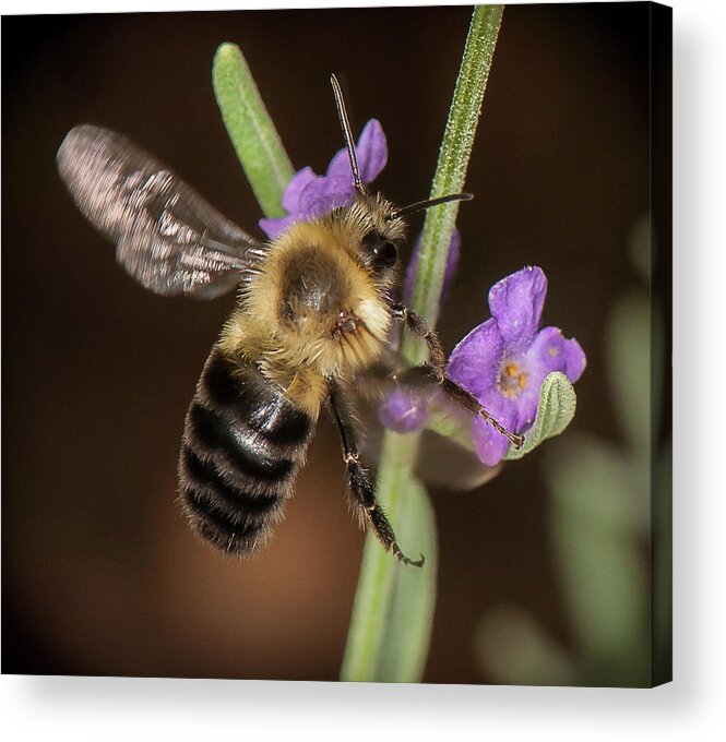 Bee Acrylic Print featuring the photograph Arrival by Len Romanick