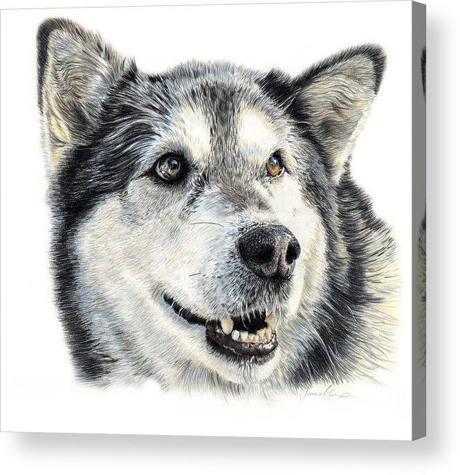 Husky Acrylic Print featuring the drawing Aztec by Joanne Stevens