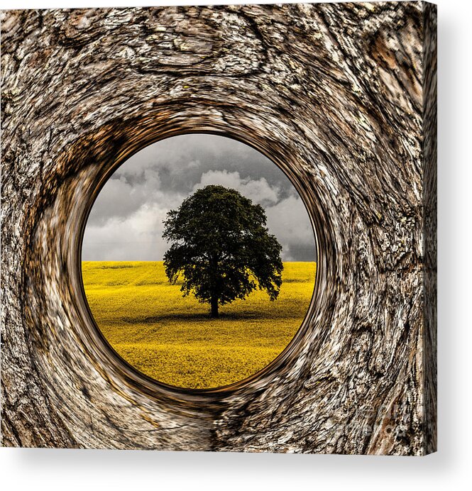 Bark Acrylic Print featuring the photograph Bark Framed Oak Tree by Shirley Mangini