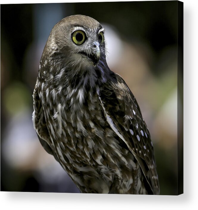 Birds Acrylic Print featuring the photograph Barking Owl by Chris Cousins