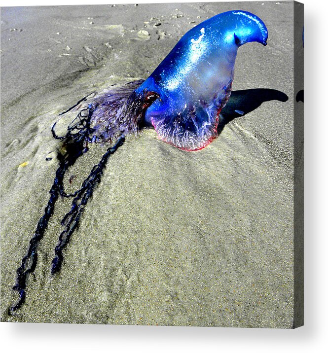Jellyfish Acrylic Print featuring the photograph Beached Jellyfish 000 by Christopher Mercer