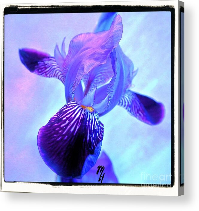 Photo Acrylic Print featuring the photograph Beautiful Iris by Marsha Heiken