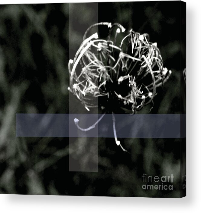 Jamie Lynn Gabrich Acrylic Print featuring the photograph Bewhitched by JamieLynn Warber