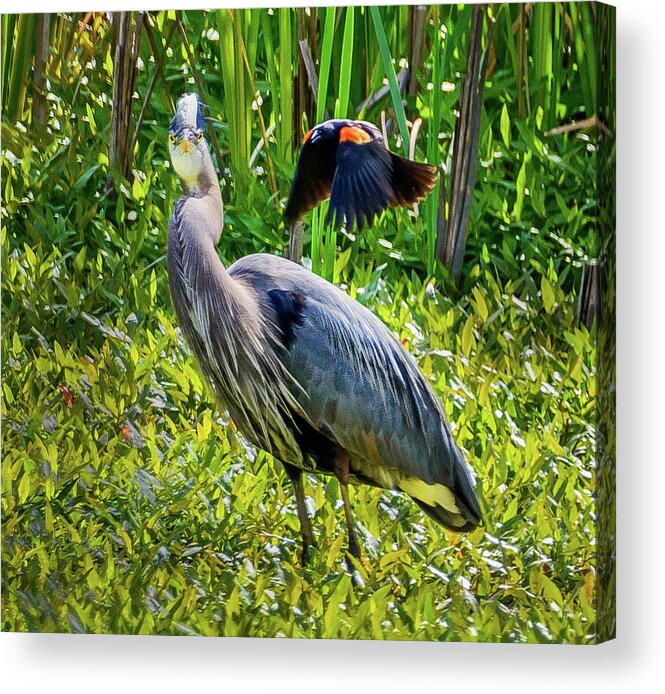 Heron Acrylic Print featuring the photograph Bird Battles by Jerry Cahill