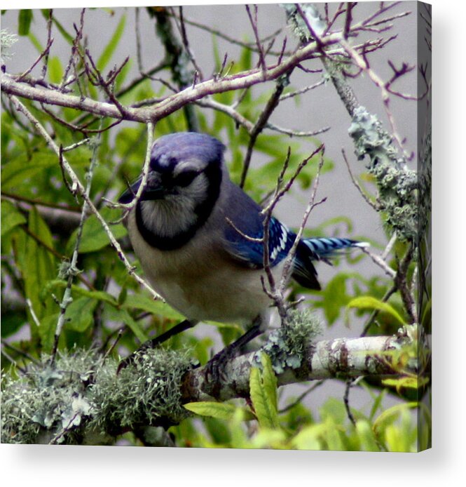 Blue Jay Acrylic Print featuring the photograph Blue Jay by Michael Albright