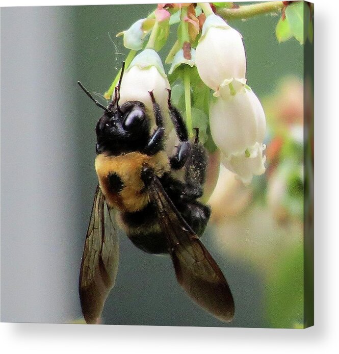 Bees Acrylic Print featuring the photograph Busy Bee on Blueberry Blossom by Linda Stern