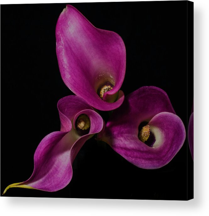 Lily Acrylic Print featuring the photograph Calla Lilies #1 by John Roach