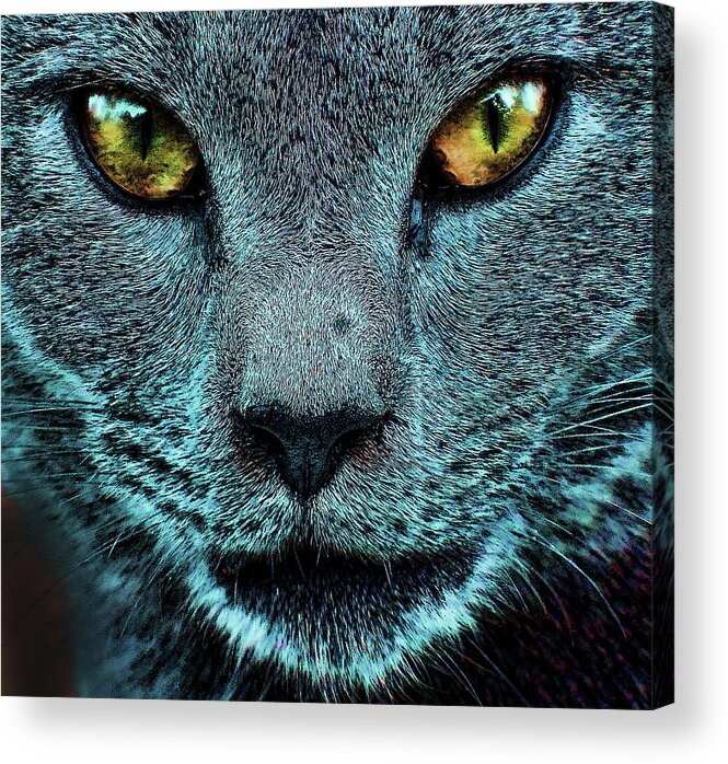 Cat Acrylic Print featuring the photograph Cat with Golden Eyes by Cathy Harper
