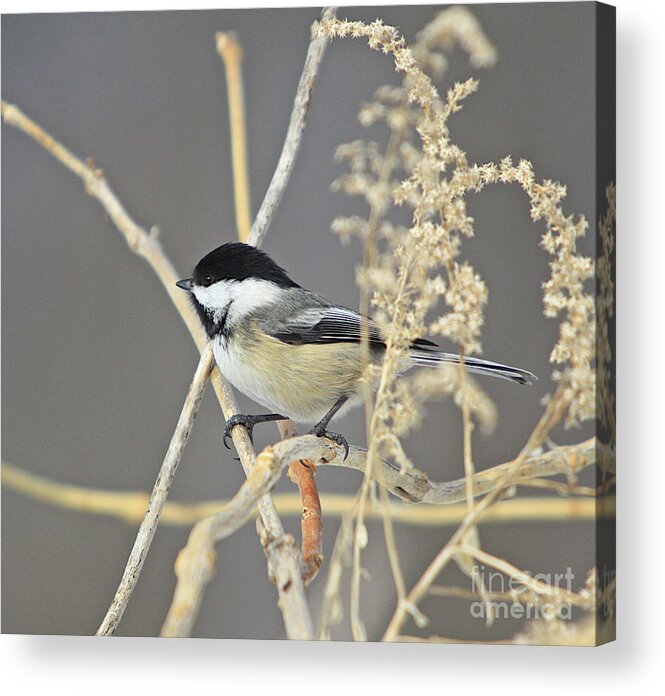 Additional Tags: Acrylic Print featuring the photograph Chickadee-8 by Robert Pearson