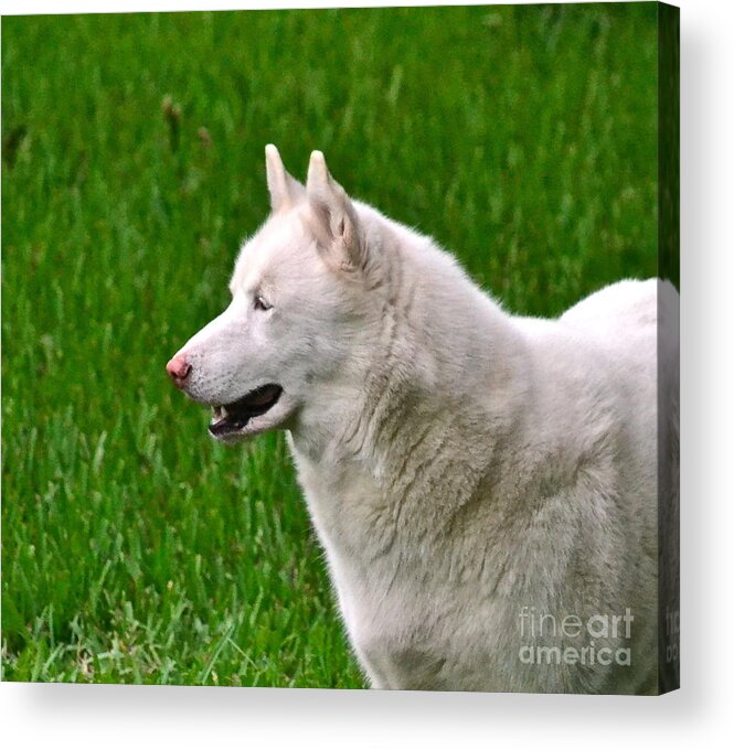 Dog Acrylic Print featuring the photograph Connor by Carol Bradley