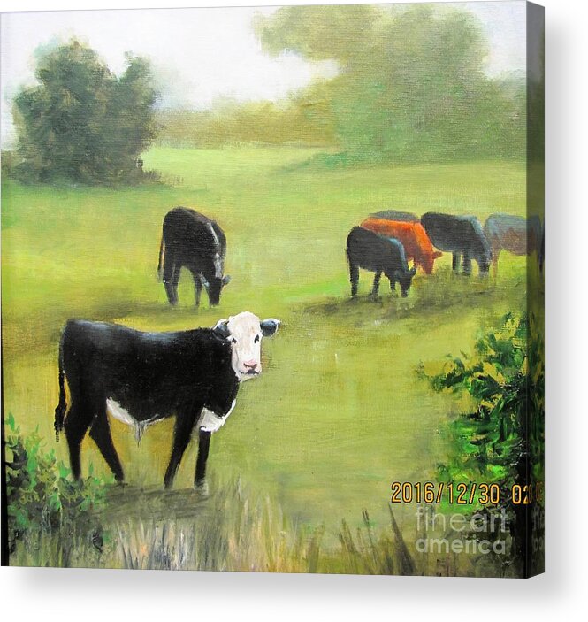 Black Acrylic Print featuring the painting Cows in Pasture by Barbara Haviland